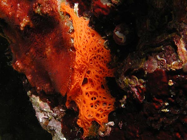 Clathrina rubra